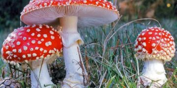 Medicines from fly agaric: types, preparation, storage and use