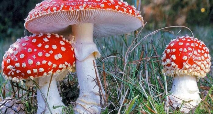 Medicines from fly agaric: types, preparation, storage and use