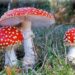 Medicines from fly agaric: types, preparation, storage and use