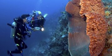 Mysteries of the sea sponge: unveiling the enigmatic world beneath the waves
