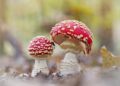 Treatment of respiratory diseases with the help of fly agarics