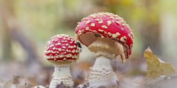 Treatment of respiratory diseases with the help of fly agarics