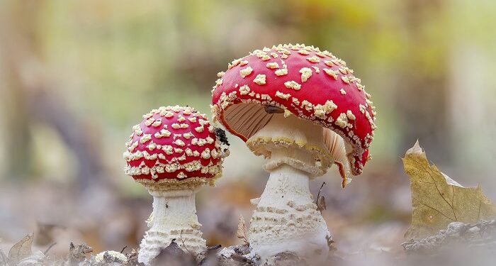 Treatment of respiratory diseases with the help of fly agarics