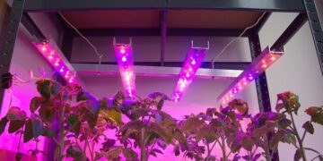 Фіто світильники для розсади томатів: ефективний спосіб сприяти росту та розвитку рослин