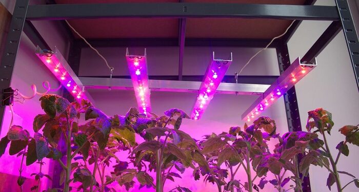 Фіто світильники для розсади томатів: ефективний спосіб сприяти росту та розвитку рослин