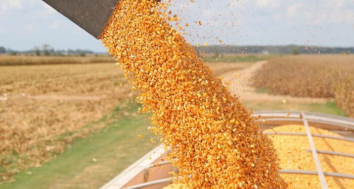 Navigating the growth trajectory of corn exports