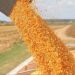 Navigating the growth trajectory of corn exports