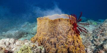 The enigmatic sea sponge: facts, species, and unique characteristics