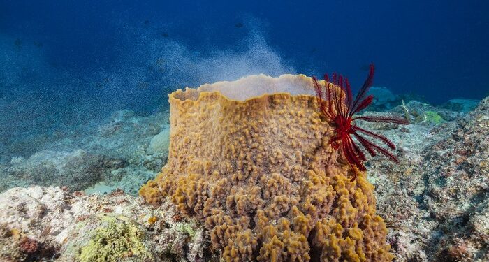 The enigmatic sea sponge: facts, species, and unique characteristics