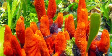 Unveiling the amazing facts and secrets of natural sea sponges