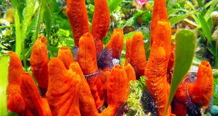 Unveiling the amazing facts and secrets of natural sea sponges